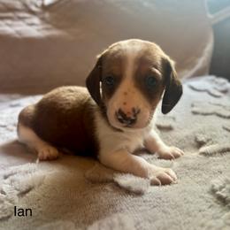Ian - Piebald male Dachshund puppy in Aiken, South Carolina from State Eight Dachshunds