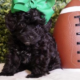 Orange Collar Girl - Black female Yorkipoo puppy in Las Vegas, Nevada from Plush Toy Poodle Puppies & Pals