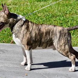 Bull Terrier puppies from Bulls On Parade