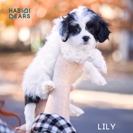 Cavapoo, Cavapoochon, and Companion Cross Puppies from Habibi Bears