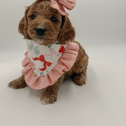 Goldendoodle Puppies from Ritzy Creek Doodles