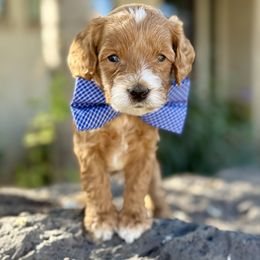 Alder (Blue) - Red  male Goldendoodle puppy in St. George, Utah from Dashing Doodle Pups