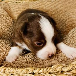 Red Tri boy - Red tri male Toy Australian Shepherd puppy in Oklahoma City, Oklahoma from Faith River Aussies