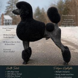 Major - Black male Poodle puppy in Walpole, Massachusetts from Harborstone Poodles and Terriers