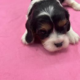 Maria - Tri-color female Cavalier King Charles Spaniel puppy in Burke, New York from Patti’s Puppies