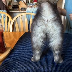 Finnish Lapphunds and German Pinschers from ThunderPaws