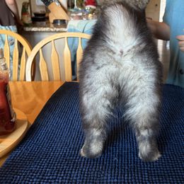 Finnish Lapphunds and German Pinschers from ThunderPaws