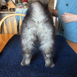 Finnish Lapphunds and German Pinschers from ThunderPaws