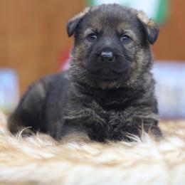 Gebo - Sable male German Shepherd puppy in Philippi, West Virginia from Vom Haus Highlands