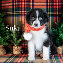 Suki - Black tri female Miniature American Shepherd puppy in Puyallup, Washington from TRAILS END (FERGI’S) GEMINI