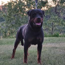 Koda - Rottweiler