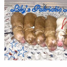 Goldendoodle Puppies from Dee’s Adorable Doodles