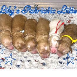 Goldendoodle Puppies from Dee’s Adorable Doodles