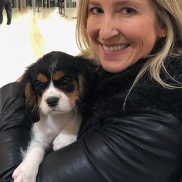 Cavalier King Charles Spaniel All Grown Up from Phoenix Cavaliers - Cavalier King Charles Spaniels