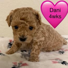 Dani - Apricot female Poodle puppy in Bedford, Texas from S.H.A.R.P.’s Toy Poodles