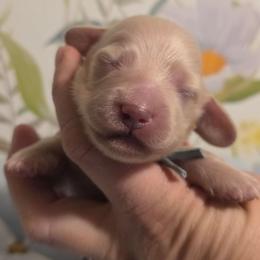 Boy 2 - Cream male Dachshund puppy in Romney, Indiana from Brown's Valley Dachshunds