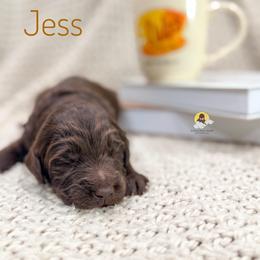 Jess - Chocolate male Goldendoodle puppy in Dallas County, Texas from Dream A Little Doodle
