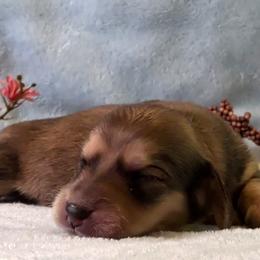 Girl 5 - Cream female Dachshund puppy in Mt. Sterling, Illinois from Doxie Do's