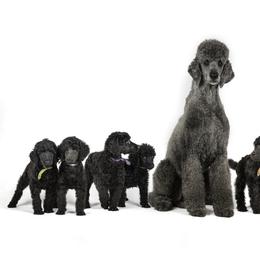 Poodle Puppies from Spirit Poodles