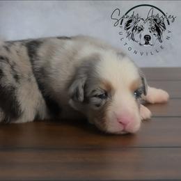 Fantasy - Blue merle female Australian Shepherd puppy in Fultonville, New York from Sandy Aussies & Pomeranians