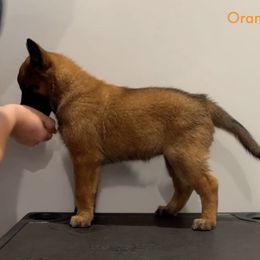 Orange Collar - Fawn female Belgian Malinois puppy in Cameron, North Carolina from Wildheart Belgian Malinois