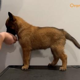 Orange Collar - Fawn female Belgian Malinois puppy in Cameron, North Carolina from Wildheart Belgian Malinois