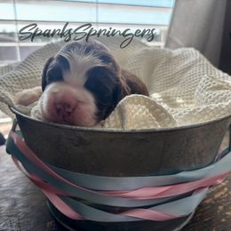 English Springer Spaniel Puppies from Sparks Springer Spaniels
