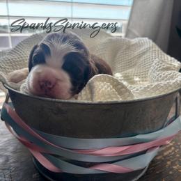 English Springer Spaniel Puppies from Sparks Springer Spaniels