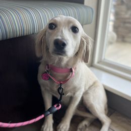 Sophia - Companion Cross