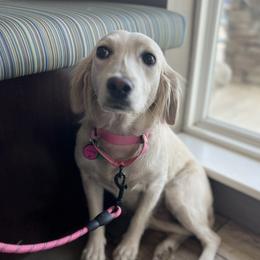 Sophia - Companion Cross