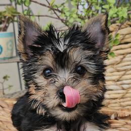 Yorkshire Terriers from Yorkiefamily