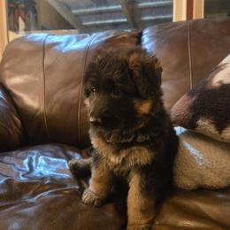 German Shepherd Puppies from Valhalla German Shepherds