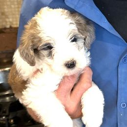 Fawn (Snow White's Fawn) - Brown and white female Bernedoodle puppy in Churchill County Fallon, Nevada from Card Family Ranch