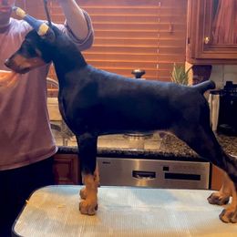 Bolton - Doberman Pinscher puppy in Staten Island, New York from Holloway Dobermans