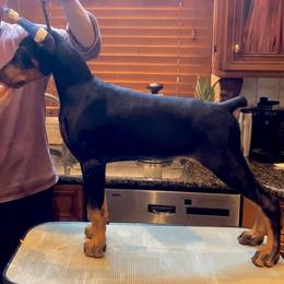 Bolton - Doberman Pinscher puppy in Staten Island, New York from Holloway Dobermans