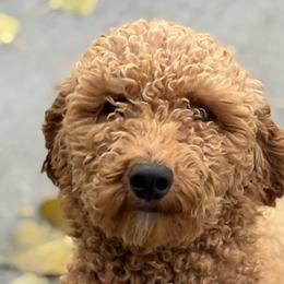 Poodles from Dayton Farms