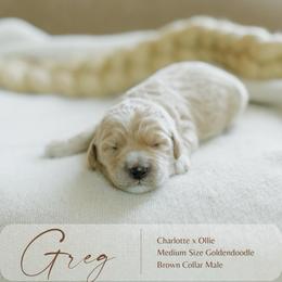 Greg - Apricot male Goldendoodle puppy in Hiddenite, North Carolina from Rose and Reid Doodles