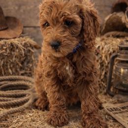Cowboy - Red  male Goldendoodle puppy in Creston, Ohio from Mini Doodles Dandy