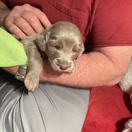 Male 3 Black - Long Haired Weimaraner puppy in Connersville, Indiana from Treaty Line Long Haired Weimaraners