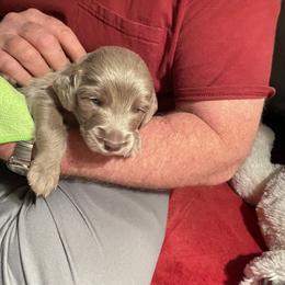 Male 3 Black - Long Haired Weimaraner puppy in Connersville, Indiana from Treaty Line Long Haired Weimaraners