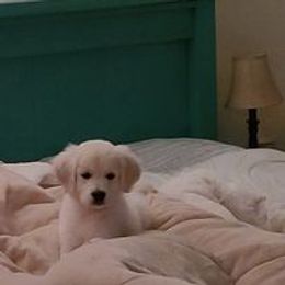 Golden Retriever Puppies from Smokey Mountain English Goldens