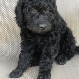 Pumpernickel - Black male Goldendoodle puppy in Point, Texas from Tiny Paws Goldendoodles