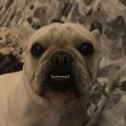 Willow - French Bulldog