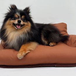 Serena - Pomeranian