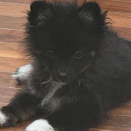Peter Pan 760 960-2619 - Black and tan parti male Pomeranian puppy in El Centro, California from BabyBooPoms