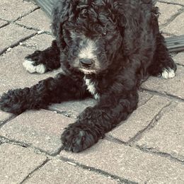 Labradoodle and Poodle Puppies from Top Knot Companions Poodles and Labradoodles