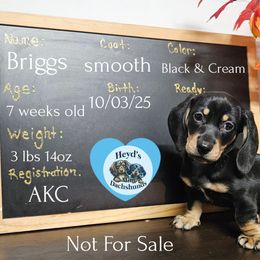 Grimm - Black and cream male Dachshund puppy in Hoquiam, Washington from Heyd's Mini Dachshunds