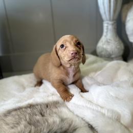 Dachshund and Pembroke Welsh Corgi Puppies from Jodi Cloutier