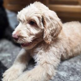 Smooth Criminal - Apricot male Labradoodle puppy in Lansing, North Carolina from Murphy Manor Mountain Doodles