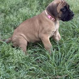 Biscuit - Fawn female Great Dane puppy in Tyler, Texas from Blessed By Danes